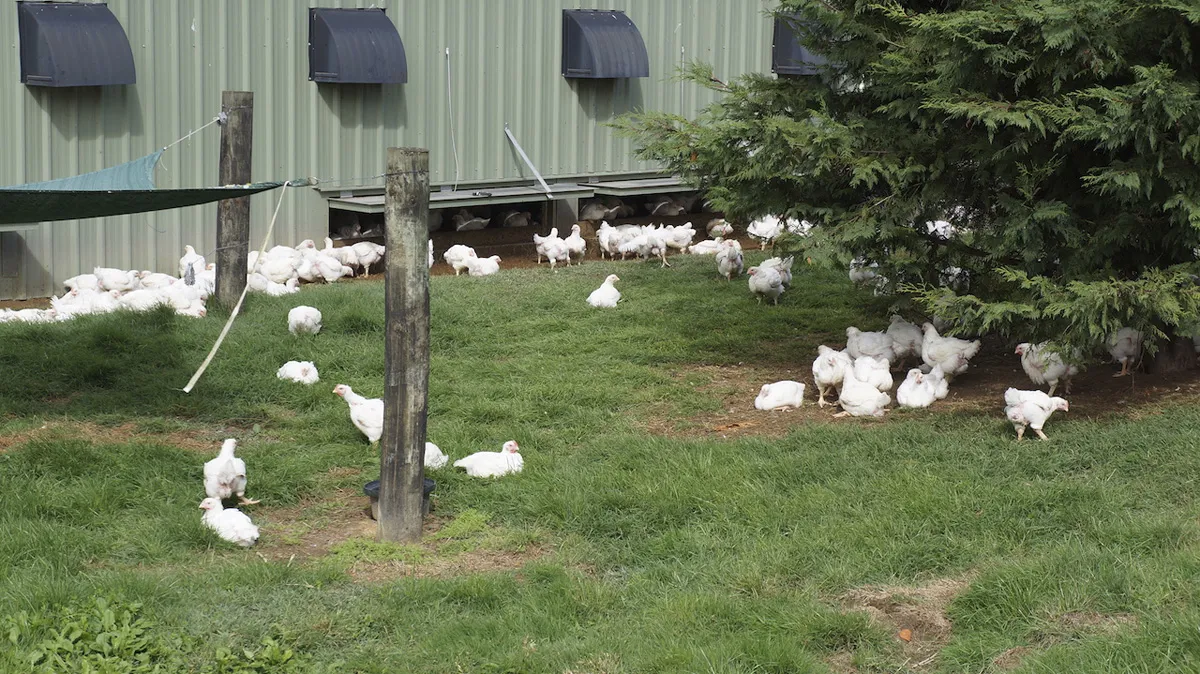 PIANZ chicken gen 03