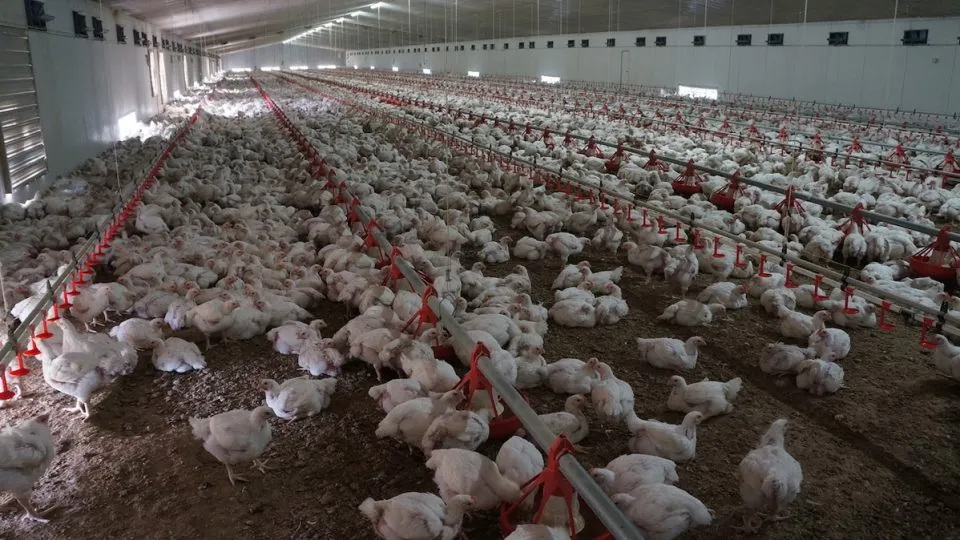 PIANZ chicken gen 06